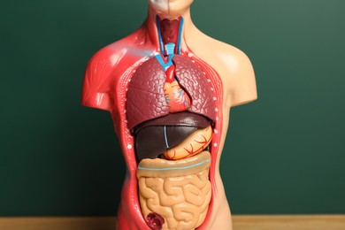 Human anatomy mannequin showing internal organs near chalkboard