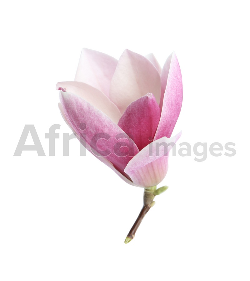 Beautiful magnolia flower isolated on white. Spring blossom