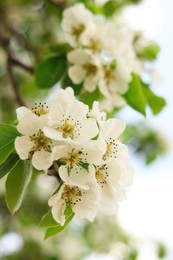 Pear tree branch with beautiful blossoms on blurred background, closeup. Spring season