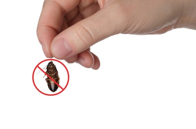 Woman holding cockroach on white background, closeup. Pest control