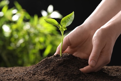 Woman planting young seedling into fertile soil, closeup with space for text. Gardening time