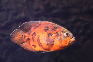Bright oscar fish swimming in clear aquarium