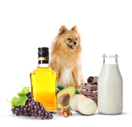 Cute Pomeranian Spitz and group of different products toxic for dog on white background