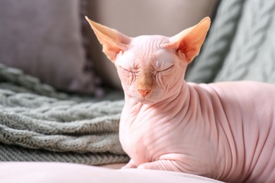 Beautiful Sphynx cat sleeping on sofa at home, space for text. Lovely pet