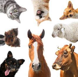 Collage with horse and other pets on white background