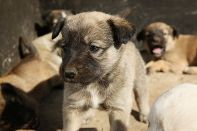 Stray puppies outdoors on sunny day, closeup. Baby animals