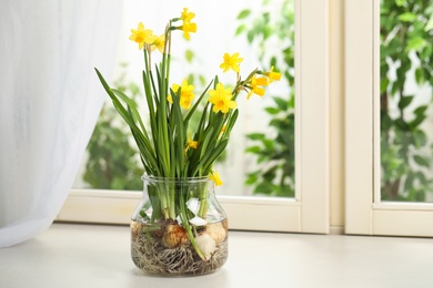 Beautiful narcissus flowers with bulbs in glassware on window sill