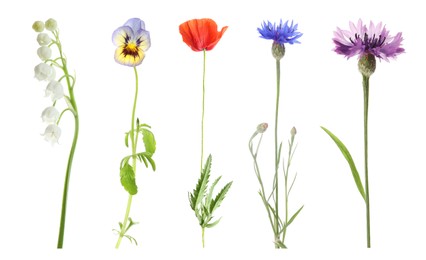 Collection of different beautiful wild flowers on white background