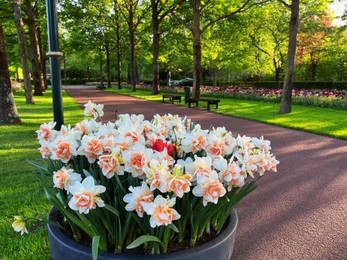 Photo of Pot of beautiful narcissus flowers in park. Spring season