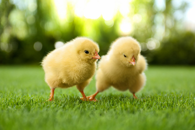 Cute fluffy baby chickens together on green grass outdoors