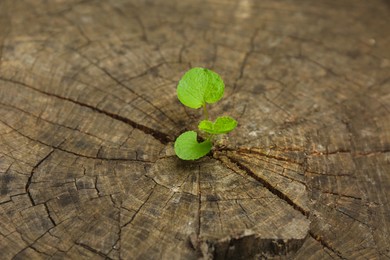 Young seedling growing from tree stump, closeup. New life concept