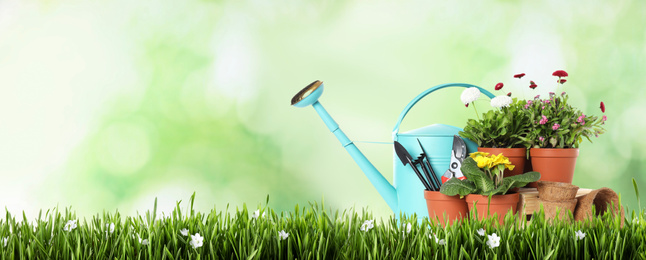 Potted blooming flowers and gardening tools on green grass against blurred background, space for text. Banner design