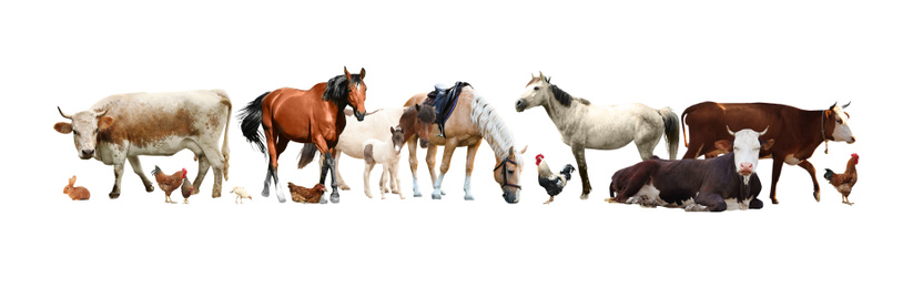 Image of Collage of different farm animals on white background. Banner design
