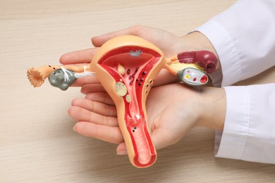 Gynecologist with anatomical model of uterus at wooden table, above view