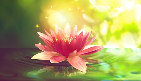 Fantastic lotus flower with sparks on water surface