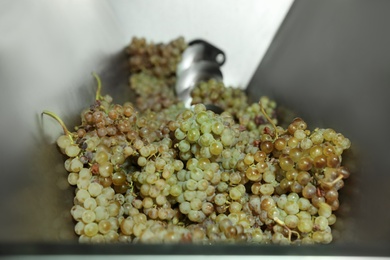 Fresh ripe grapes in crusher, closeup. Winemaking process