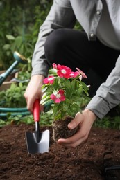 Photo of Man transplanting beautiful pink vinca flower into soil in garden, closeup