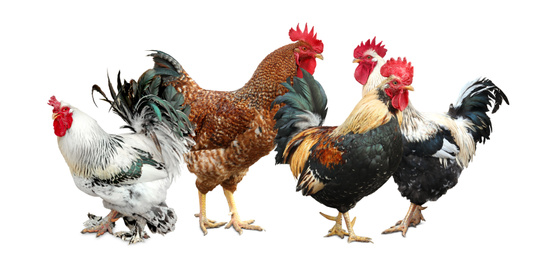 Image of Beautiful chickens and roosters on white background