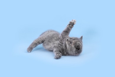 Cute little grey kitten playing on light blue background