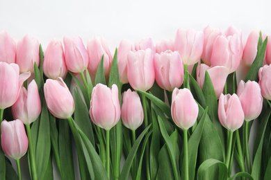 Photo of Beautiful spring pink tulips on white background