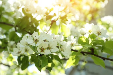 Beautiful blossoming pear tree outdoors on sunny day, closeup