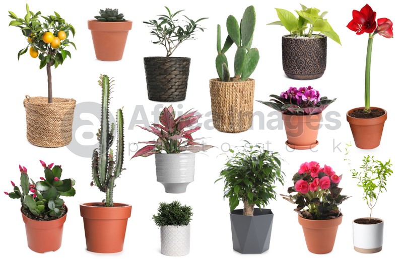 Set with different beautiful plants on white background