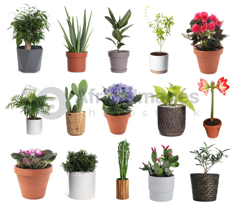 Set with different beautiful plants on white background