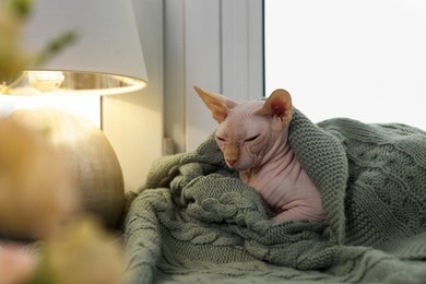 Beautiful Sphynx cat wrapped in soft blanket near window at home. Lovely pet