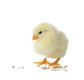 Cute fluffy baby chicken with millet groats on white background. Farm animal