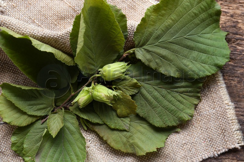 Green leaves of hazel tree on wooden table, above view