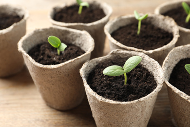 Young seedlings in peat pots on wooden table, closeup