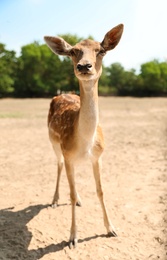 Photo of Cute doe in zoological garden on sunny day