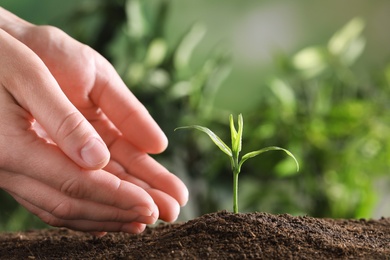 Woman protecting young green seedling in soil against blurred background, closeup with space for text