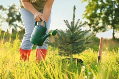 Woman watering newly planted conifer tree in meadow on sunny day, closeup