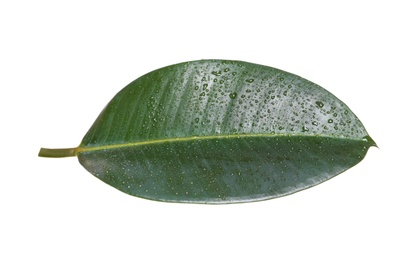 Fresh green leaf of Ficus elastica plant isolated on white