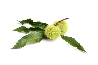 Fresh sweet edible chestnuts in green husk with leaves on white background