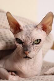 Photo of Beautiful Sphynx cat wrapped in soft blanket at home, closeup. Lovely pet