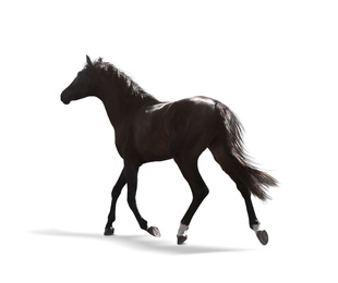 Dark bay horse running on white background. Beautiful pet