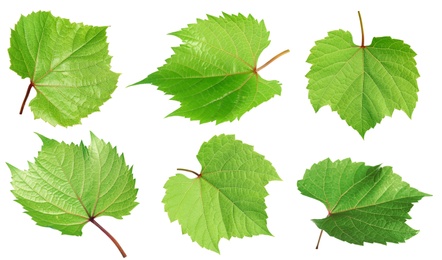 Set of green grape leaves on white background. Banner design 