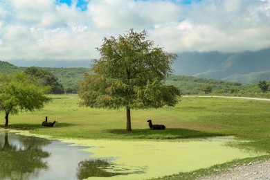 Picturesque view of safari park with animals near lake