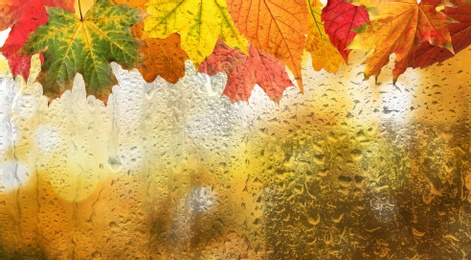 Beautiful autumn background with golden leaves on rainy day, space for text. Banner design