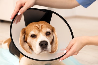 Photo of Veterinarian with adorable Beagle dog wearing medical plastic collar in clinic, closeup