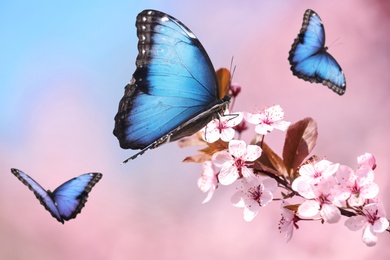Image of Blossoming tree branch and amazing common morpho butterflies in garden, closeup 