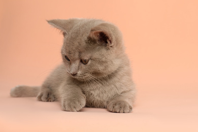 Scottish straight baby cat on pale pink background