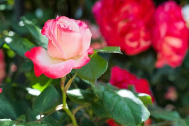 Photo of Bush with beautiful blooming roses in garden on sunny day, closeup. Space for text
