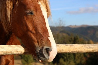 Photo of Horse near wooden paddock fence outdoors. Beautiful pet