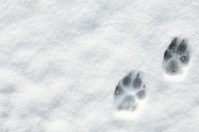 Dog's footprints on white snow outdoors, top view. Space for text