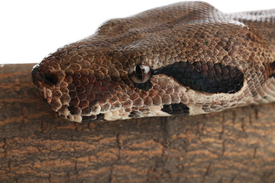 Photo of Brown boa constrictor on tree branch, closeup