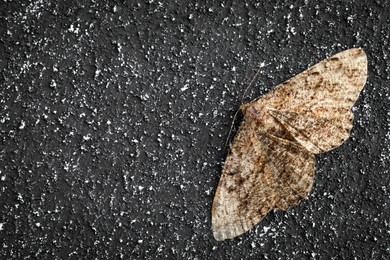 Alcis repandata moth on black textured background, top view. Space for text