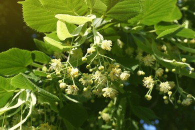 Photo of Beautiful linden tree with blossoms and green leaves outdoors on sunny day, closeup